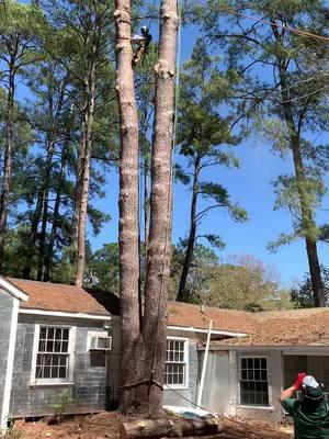 #big #boy #pine #climber #house #backyard #fyp #Outdoors 