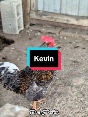 Kevin!, Oh Kevin!, Kevin! #kevin #keven #kevon #kevyn #kevan #chickens #hen #hens #rooster #roosters #roostersofinstagram #nameyellingchicken #namescreamingchicken #chickensofinstagram #backyardchickens #humor #laugh #farmjokester #michaelsalerno