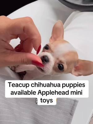 #grown #applehead #foryou #puppies #teacup #deerhead #dogs #sweetpuppy #dogsofttiktok #teacupchihuhuahuas #teacupchihuahuapuppiesforsaleunder #chihuahuas 