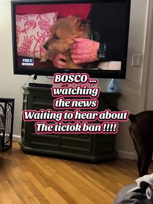 #bosco #dog #dogsoftiktok #rescuedog #mydog #funnyvideo #breakingnews #PetsOfTikTok #funnyanimals #funnymoments  BOSCO  is not going out without a last video!!! 😂😂😂