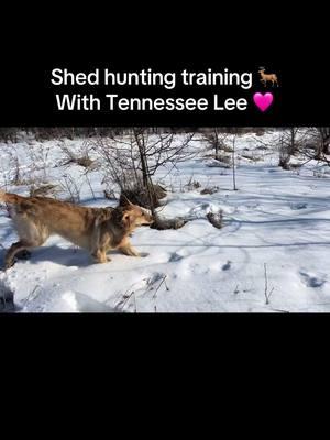 Shed hunting training with Tennessee Lee.  Need to make my video before they ban us. 🤦‍♀️ #tennesseelee #ourgoldenadventures #shedhunting #shedhuntingtraining 