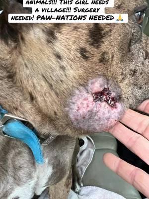 Please help! 🙏🙏🙏 Full blood XL Bully dumped like trash in bad shape! Big wound on face and prolapse and skinny! Links to help on our linktree! Thank you!! #stophurtinganimals #dumpeddog #rescuedog #healingheartrehab #fyp #foryou #pleasepleaseplease 