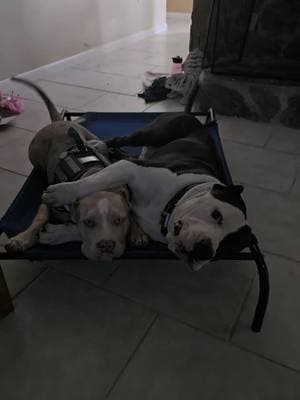 Maximus and his Daughter Rey Skywalker #americanbully #bully #bullybreed #dogsofinstagram #abkc #pitbull #dog #puppy #bullylove #dogs #bullylife #americanbullies #bullyworldwide #bulliesofinstagram #pocketbully #puppiesofinstagram #life #xlbully #dontbullymybreed #bullies #puppies #exoticbully #pitbullsofinstagram #puppylove #bullymagazine #americanbullypuppy #bullyworld #doglover #bulldog #bullypuppies #dogoftheday #americanbullypocket #instadog #americanbullyworld #microbully #doglovers #americanbullyofficial #americanbullys #ukc #Love #bullynation #pitbulls #doglife #dogstagram #americanbullyxl #abkcbully #bullypuppy #abkcworldwide #exoticbullies #americanbulldog #theabkc #bullylovers #merlebully #pitbulllove #americanbullylove #frenchbulldog #americanbullybrasil #bulldogsofinstagram #bullyinstagram #bullysofinstagram 