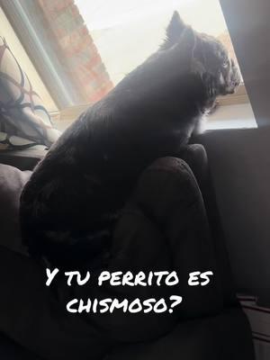 Poquito nomás 🤣 #fluffyfrenchbulldog #frenchiesoftiktok #rocket #az #byebyetiktok #chanel #perritos 