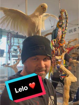 Lelu has a new bf #sanctuary #rescue #cockatoo #goffin #prettygirl #bigwings #parrot #birds #white #showoff #visit #bye ##hubby##gf##falling