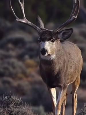 If this is the end then thank you all for all the love and support❤️❤️ #muledeer #deer #deerhunting #muleyfreak #bowhunting #hunting #deerhunter #muledeerhunt #muley #hunter #fyp              🎥: muleyphotos