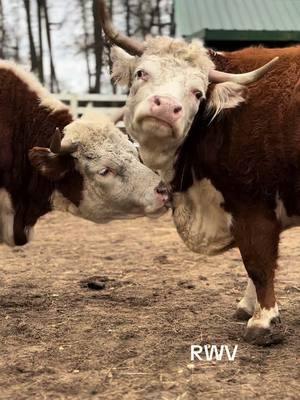 Boo and Tiffany 🐮😊#fyp #ladyfarmerneedsacocktail #findreasonstosmile #funonthefarm #miniaturehereford 