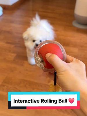 Interactive Rolling Ball ❤️🧶 #dogball #dogtoys #rollingball #dogproducts 