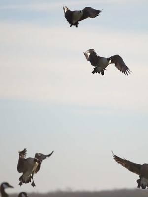 Love watching em 🔥 #getmuddy #fyp #waterfowl #huntingtok #life #goose 