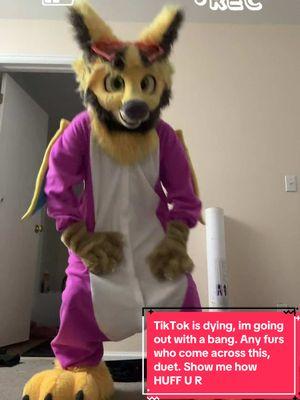 If TikTok is dying anyway, I’m going out with a bang! Any fur who comes across this, show me how HUFF you are, and duet this let’s see how many people can use this. #tiktok #tiktokban #huff #fyp #fypシ #fypシ゚viral #furry #furryfandom #2025 #fursuit #fursuiter #originalmusic #furrytiktok #furrytok #trending #trend #comedy #funny #dance #dancechallenge #trend #gay #Pride #furrypride 