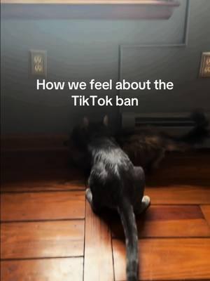 #tiktokban #maverick #maverickthecat #bex #bexieboo #bexthecat #jogamer1x #fyp #foryou #foryoupage #fypシ #fy #fypage #fyppppppppppppppppppppppp #foryoupageofficiall #foryoupage❤️❤️ #foryoupagethis #foryoupagee #catasmrvideo #catasmr #catsoftiktok #cats 