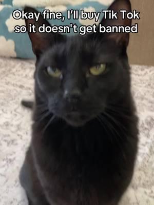 Jk he would never give up his most valued possessions 😅 you can find us on🐈‍⬛🐈‍⬛🐈‍⬛           IG: tiki.the.black.cat FB: Tiki the Cat #catsoftiktok #goodbye #pleasefollow #blackcat #fyp #foru #foryoupagе 