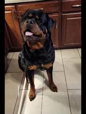 bye, thank you everyone for all the love😘 👋🏽👋🏽  #solongtiktok #byetiktok #dogs #rottweiler #rott 