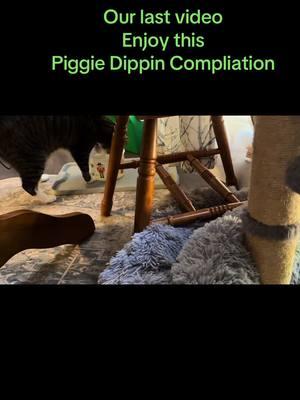 #piggydippin #piggiedippin #catsoftiktok #tiktokban 