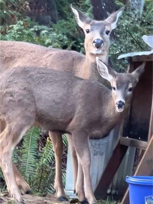 Our deer family that live off-grid with us 🤍 #offgrid #offgridlife #offgridliving #deer #fyp #fypシ #fy #fypシ゚viral #foryoupage #nature #wildlife #deer #deertiktok #fyyyyyyyyyyyyyyyy #12acres #family #cute #hoodcanal 