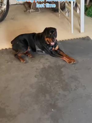 Sharing your favorite videos one last time! So sad to lose these memories of my dogs! #rottweilersoftiktok #brewtustherottweiler #dogsoftiktok 