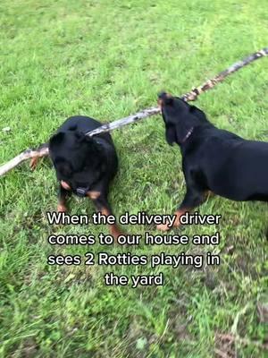 Sharing your favorite videos one last time! So sad to lose these memories of my dogs! #rottweilersoftiktok #brewtustherottweiler #dogsoftiktok 