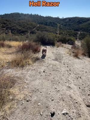 Checking out the beginning of Hell Razor #mtb #mtblife #mtbtrail #mtbforyou #mtbchallenge #pitbull #pitbullsoftiktok #diamondbackbike #menifeebikeshop #diamondbackbikes #downhillmtb  