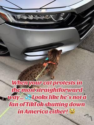 “When your cat protests in the most straightforward way… 💦 Looks like he’s not a fan of TikTok shutting down in America either! 😾  #catprotest #TikTokBan #lifeWithCats #dickeykot #zaychikthesavannah #tiktokusa #cat 