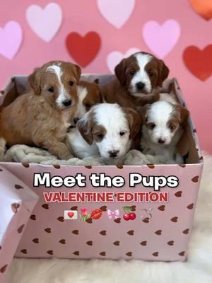 meet our puppy loves🥹💕 #puppylove #ValentinesDay #valentine #goldendoodlesoftiktok #puppiesoftiktok #puppy #goldendoodle 