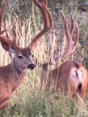 Just two 200 class bucks chillin together nm to see here lol #muledeer #deer #deerhunting #muledeerhunt #giantbuck #bowhunting #hunting #muley #bigbuckdown #hunt #trump 🎥: muleyphotos