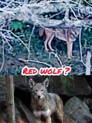 I KNOW! No wolves in GA. So what did I see along the Chattahoochee River in Roswell GA??   #redwolf #greywolf #coyote #graywolf #riverwildlife #wolf #chattahoochee #chattahoochee #chattahoocheeparks #crnra #chattahoocheenaturecenter #kayaking #redkayakguy #shorts #shortsfeed #shortsvideo 