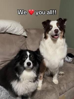 We will mis sour TikTok community so much!! Please come find us on ig, rednote, Yt, everywhere! We love you all! #dogsoftiktok #dogtok #jaxandmila #australianshepherd 