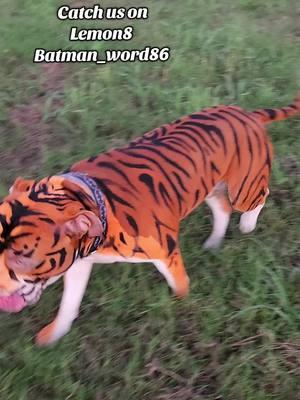 Thanks to our over 67K followers for all the love, we hope to see you again.  We are also learning Mandarin (lol)  catch us on Lemon8 and Rednote, let's do this again!!  ##batman #batmangang #tigerdog #tiger #Americanbully #rednosepitbull #scarydogprivilege #rednote #lemon8 #bestlife #bestfriend 