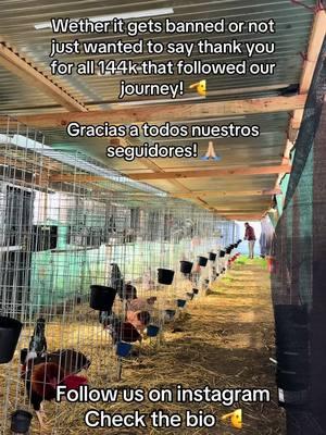 #CapCut #fyp #foryoupage #viral #fyp° #parati #ARRGMFRM #california #gallosfinos #motivation #hardworkpaysoff #gallos #gamefowlbreeder #galleros #gallero #loyal #pollos #gamefowlbreeders