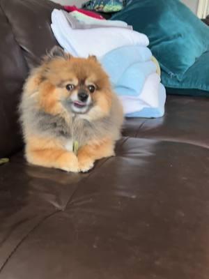 Sharing a quick snackie with you. #cashthepompom #dogsoftiktok #dogs #pomeranian #poms #pomsoftiktok #greenies #snackie 