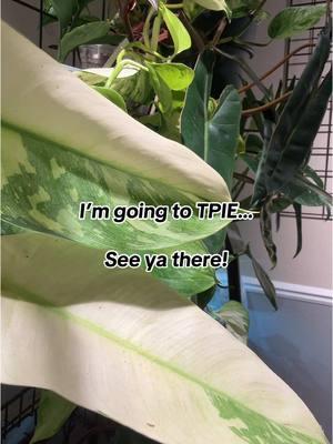 #stitch with @Market Botany  Thank you for including me in your beautiful story and happy to be in the Market Botany family… ❤️ #PlantTok #plants #houseplants #marketbotany 