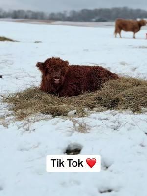 Thank you TikTok❤️ #millcreekfarmstn #cookevilletennessee #foryoupage #tennessee #highlandcow #fyp #highlandcattle #tiktokban 