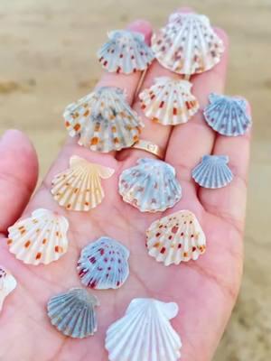 Every shell has a story to tell, whispered by the waves. 🌊 #shell #wave #story #beach #seashell #whisper 