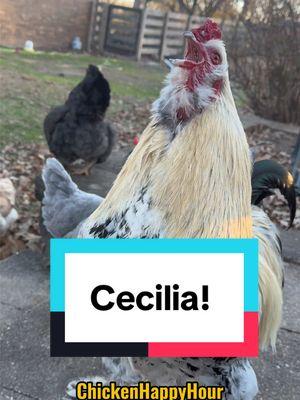 Frankie’s calling for you #cecilia #celia #cici #cece #rooster #chicken #funnyanimals #memes #chickenhappyhour  