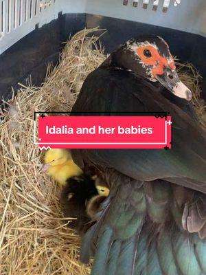 We were so blessed to experience this with Idalia! #muscovyducks #ducklings #idalia #muscovy 