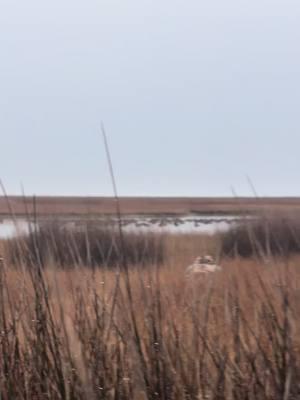 Spot and stalk to 1000+ sleepy redheads for some clients that have been trying to get one for years! #tanglefreewaterfowl #highndryoutdoors #kuiu #sitkagear 