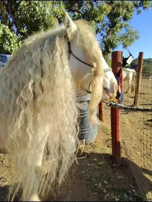 Braiding Serenity’s mane and tail #braidtutorial #horsebraiding #serenitytheunicorn 