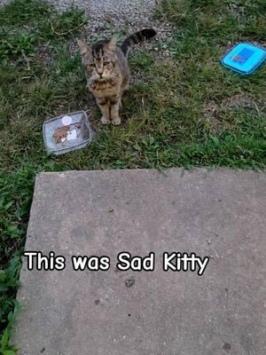 Sad Kitty is the reason I started helping cats. He lived less than a month after I got him indoors. He was a senior who had been dumped. #nomoresadkitties 