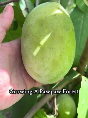 🌱 How to grow your very own PAWPAW FOREST from seed! 🐾 The ultimate guide to turning your backyard into a tropical paradise with America’s tastiest native fruit! 🍈🍂 Perfect for #FoodForests, #GardeningHacks, and #Homesteading goals. 🏡 Learn how to stratify seeds, plant them the right way, and watch them grow into lush, fruiting trees! 🌿🍃 #GrowYourOwnFood #NativePlants #PawpawFruit #OrganicGardening #GardenTips #Permaculture #FruitTrees #GardeningForBeginners #PawpawLove #GrowPawpaw #RareFruits #ForestGarden #GardeningCommunity 🌟 Share this with your fellow plant lovers and let’s bring pawpaw back! 💪🌳