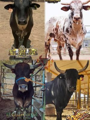 MEJOR TORO DE MÉXICO?? #buckingbulls #bullriding #rodeo #cowboy #pbrbullriding #torosdereparo #torosdereparo 