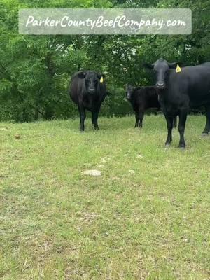 Hopefully this is just a see you later We are a 4th generation cattle ranch building a direct to community beef company! Check us out at www.ParkerCountyBeefCompany.com   #beef #ParkerCountyBeef #eatbeef #QualityBeef #Localbeef #UpgradeYourBeef #BetterBeef #EatLocal #LocalIsBetter #QualityFood #TexasBeef #Farm #Ranch #FarmTok #RanchTok #Ranching #Cow #Cows #Cattle 