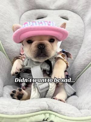 Good bye friends. It was fun knowing you all. Thank you for all the kind and funny messages and comments. Let’s see where the next adventure takes us all 💜 #FrenchieLove #cutepuppies #cutepets #babydog #pibble #pethotel #ilovemydog #dogmom #dogdad #doglover #ilovemydog #dogsofttiktok #dogphotographer #puppytraining #puppylife #puppycheck #frenchiepuppy #creamfrenchie #minidog #miamiregalblues #frenchiesoftiktok #animalsdoingthings 