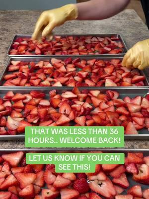 WELCOME BACK TIKTOK! Working on some strawberries while we weren’t scrolling on TikTok.. #tiktokban #tiktokisup #freezedrying #freezedryer #freezedriedstrawberries @juh_mey 