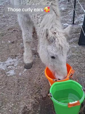 Lira did not choose to wear a blanket last night, and it was not going to be THAT cold so I didn't force it. She did choose to request "play" several times! 😁 #liralearns #curlyhorse #horsesoftiktok #horseears #cutehorse #talkinghorse