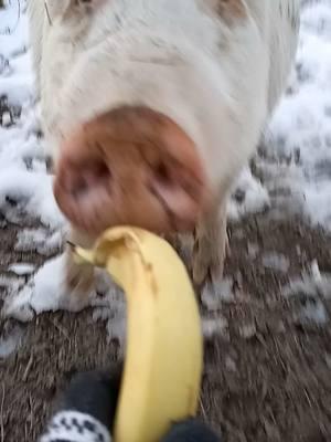 #banana #hercules #petpigs #PetsOfTikTok #animals #pets #cuteanimals #fypシ #pigsaspets #petsontiktok #ilovemypig #piglovers #pigsarefriendsnotfood #snout #fyp