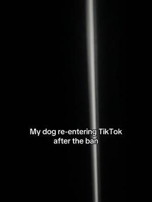 WE R SO BACK BABYYYYY #petparentsoftiktok #tiktokban #wereback #relatable 