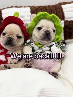 Yayy! So happy we get to continue connecting. 💌 #FrenchieLove #cutepuppies #cutepets #babydog #pibble #pethotel #ilovemydog #dogmom #dogdad #doglover #dogsofttiktok #dogphotographer #puppytraining #puppylife #puppycheck #frenchiepuppy #creamfrenchie #minidog #miamiregalblues #frenchiesoftiktok 