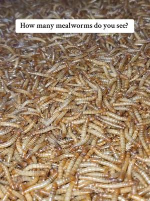 Mealworms galore! #mealworms #mealwormfarm #howtoraisemealworms #geckos #leopardgecko #crestedgecko #beardies #beardeddragon #reptiles #feeders #insects #bluebird #bluebirds #chickens 