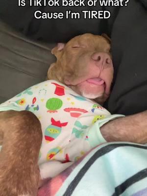 RIP ….or not #puppy #puppydog #puppylife #puppycheck #puppylove #puppysleeping #sleepypup #sleepypuppy #sleepingpuppy #tiredpuppy #snoring #snore #pjs #pajamas #imtiredofthisgrandpa #tired #tiktokban #tiktokbanned #tiktokisback #follow #massfollowing #fypシ 