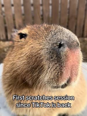 Mr. Barbara enjoying welcome back tiktok scratches #tiktokisback #unbantiktok #capybaras #animals 